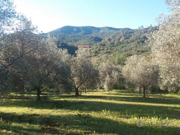 Oliveto