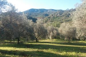 Oliveto