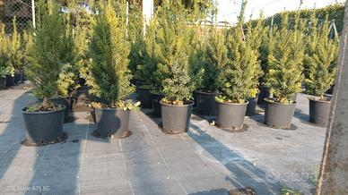 TAXUS (tasso)  MEDIA HILLI