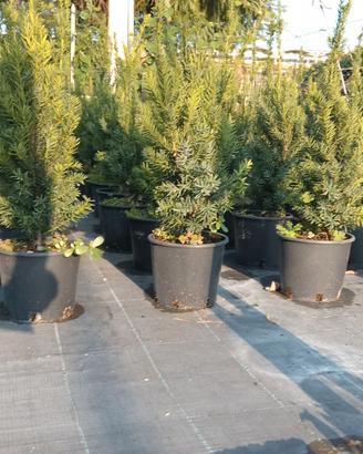 TAXUS (tasso)  MEDIA HILLI