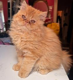 Gatto persiano arancione