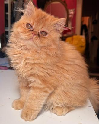 Gatto persiano arancione