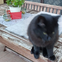 Gatto nero 10 mesi