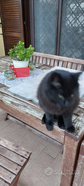 Gatto nero 10 mesi