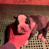 Boxer maschio