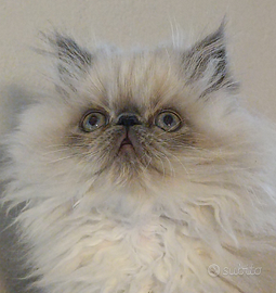 Gattina Persiana Blue Point