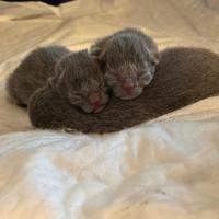 Cuccioli di Certosino con pedigree ANFI- FIFe
