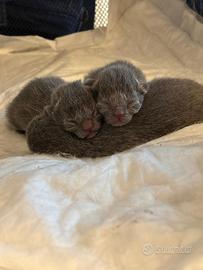 Cuccioli di Certosino con pedigree ANFI- FIFe