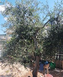 Albero ulivo pugliese