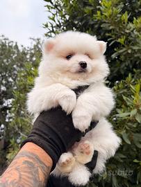 Pomsky multigenerazione