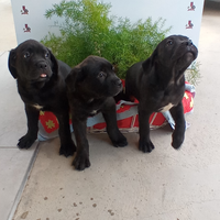 Cane corso