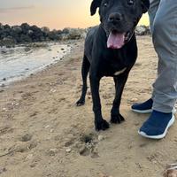 Carlos 8 anni di canile