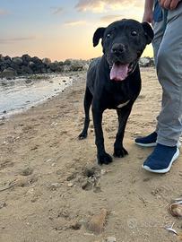 Carlos 8 anni di canile