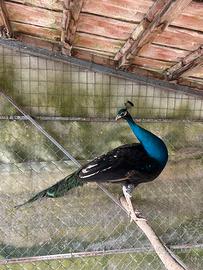 Pavoni 2025 stupendi 65