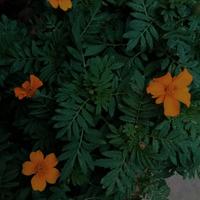 pianta fiori