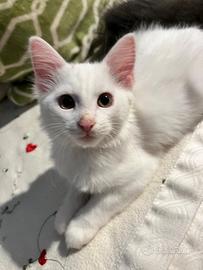 Cuccioli razza Angora Turco