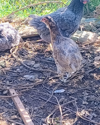 Galline Auracane