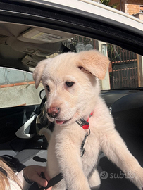 Splendido cucciolo maremmano