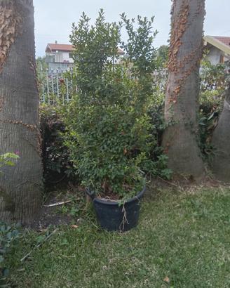 pianta di eugenia 