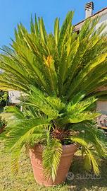 CYCAS REVOLUTA