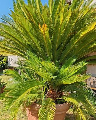CYCAS REVOLUTA