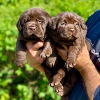 Cucciolata Labrador Chocolate