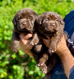 Cucciolata Labrador Chocolate