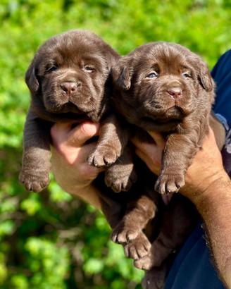 Cucciolata Labrador Chocolate