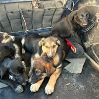 Cuccioli per tutti