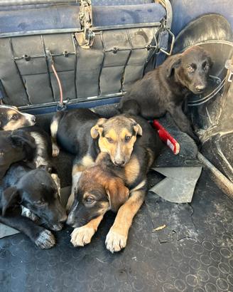 Cuccioli per tutti