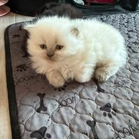 Gattina Scottish Straight