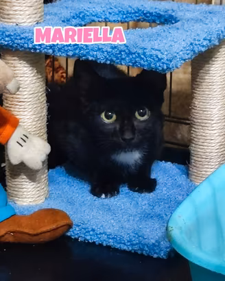 Mariella gattina nera di tre mesi