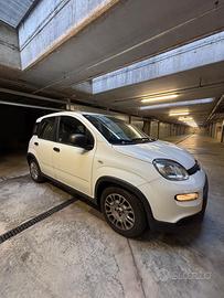 Panda hybrid 2023