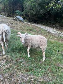 Coppia pecore nane d'Ouessant