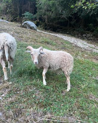Coppia pecore nane d'Ouessant