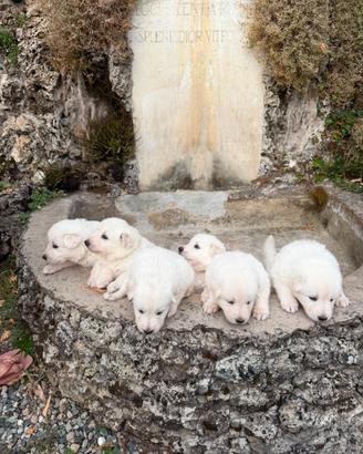 Cuccioli di Pastore Svizzero