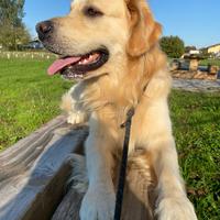 Accoppiamento golden retriever