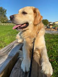 Accoppiamento golden retriever