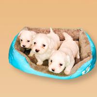 Cuccioli di maltese