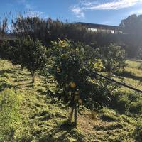 Terreno a Bova Marina 2500 mq