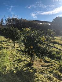 Terreno a Bova Marina 2500 mq