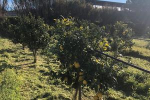 Terreno a Bova Marina 2500 mq