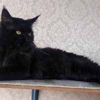 Maine Coon Maschio disponibile per monte