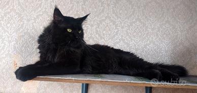 Maine Coon Maschio disponibile per monte