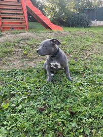 American Bully maschio per accoppiamento