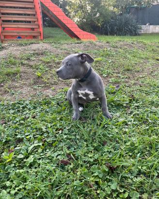 American Bully maschio per accoppiamento
