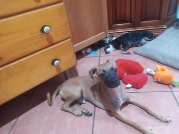Jerry pinscher