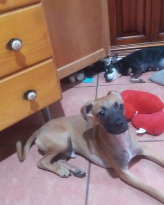 Jerry pinscher