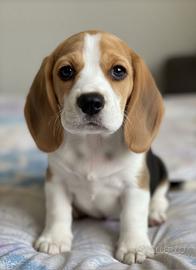 Cuccioli di beagle