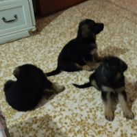 Cuccioli pastore tedeschi